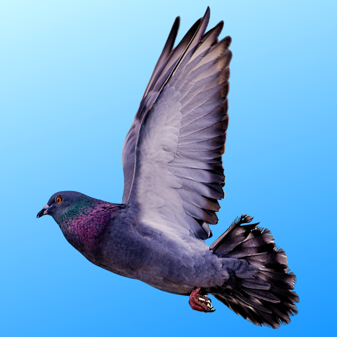 Racing pigeon A racing pigeon